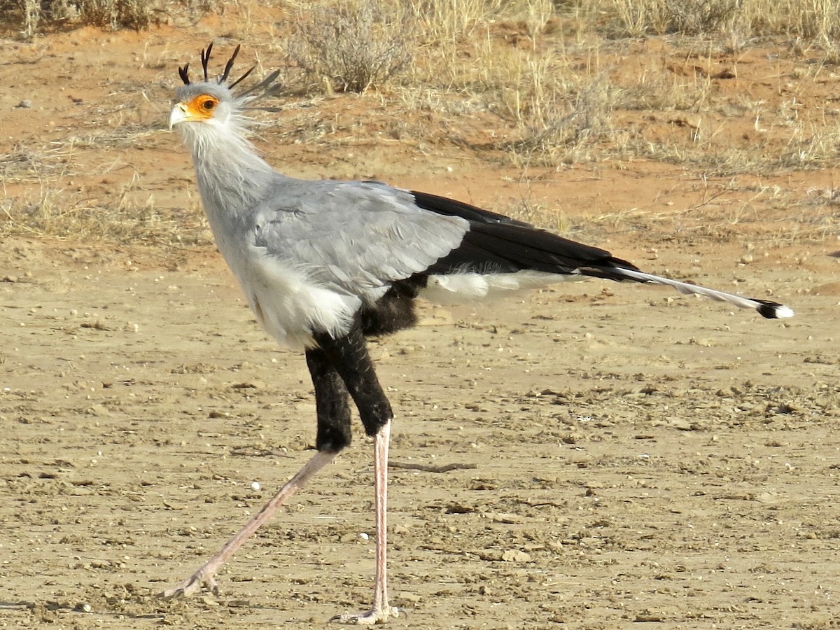 לבלר - ML243637321