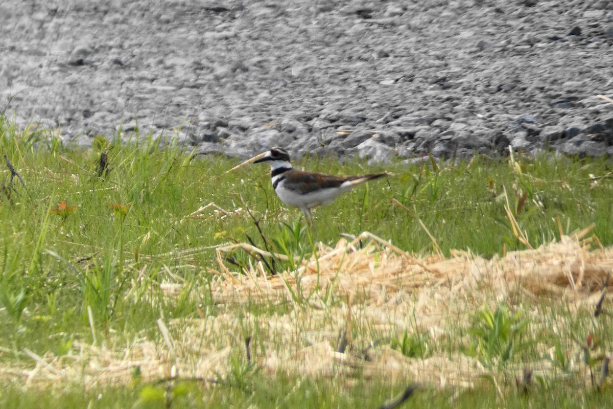 Killdeer - ML243638741