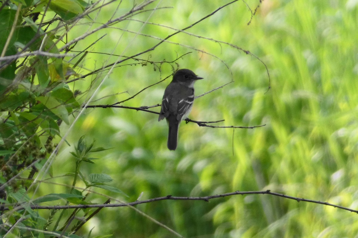 Eastern Phoebe - ML243639331