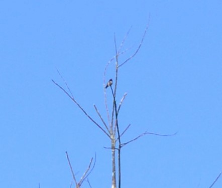 Yakut Boğazlı Kolibri - ML243639611