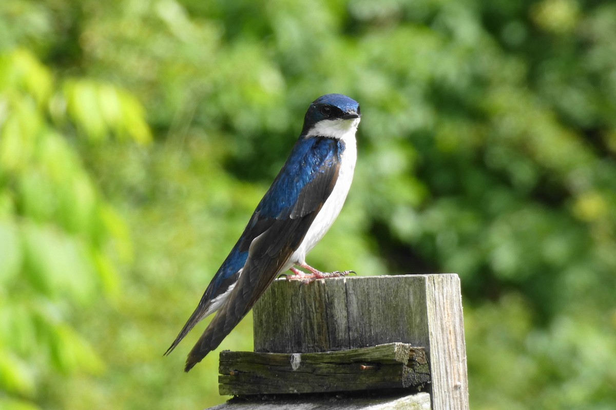 Tree Swallow - ML243639741