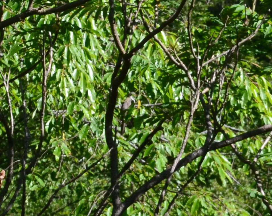 Yellow-billed Cuckoo - ML243639751