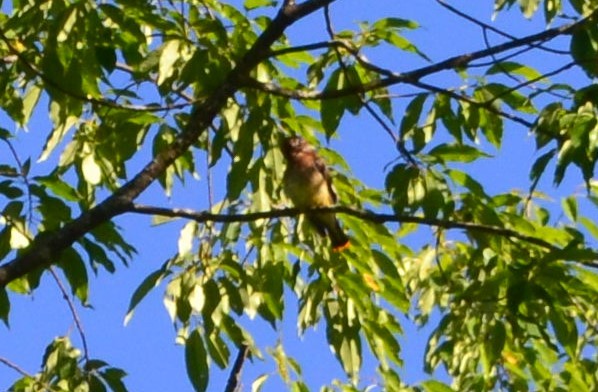 Cedar Waxwing - ML243640021