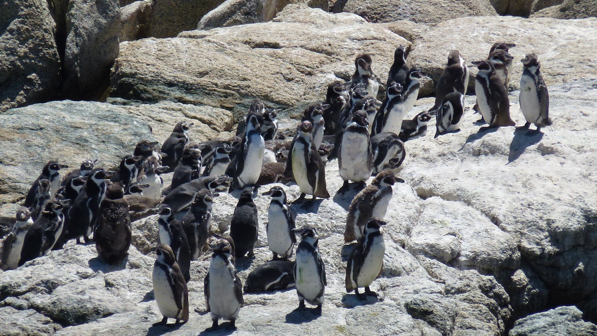 Humboldt Penguin - ML24364021