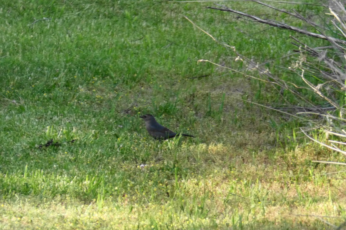 Gray Catbird - ML243640411