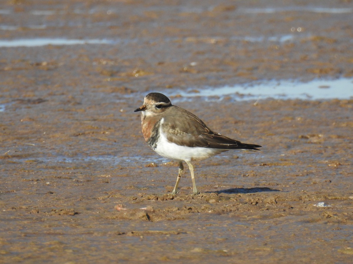 Rufous-chested Dotterel - ML243640531