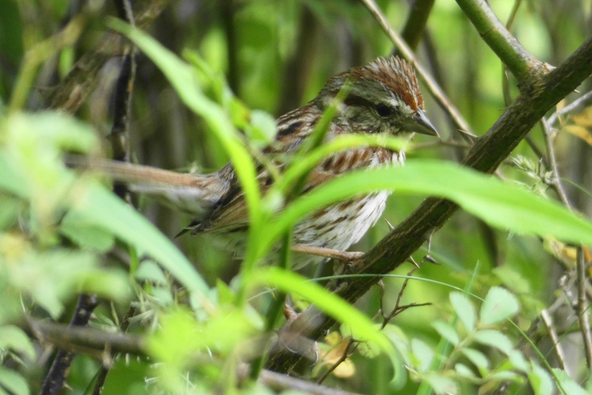 Song Sparrow - ML243640811