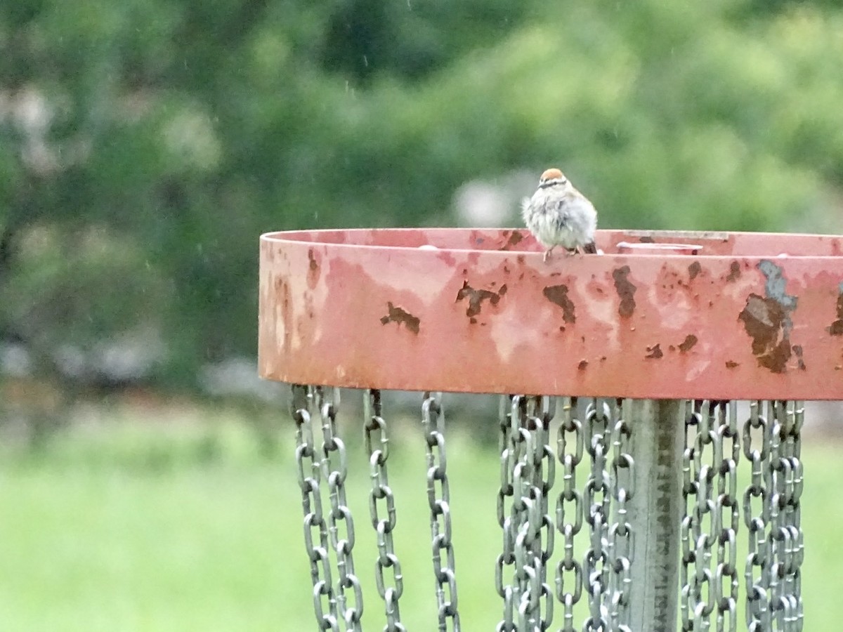 Chipping Sparrow - ML243641271