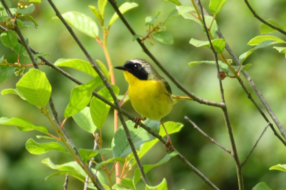 Common Yellowthroat - ML243641741