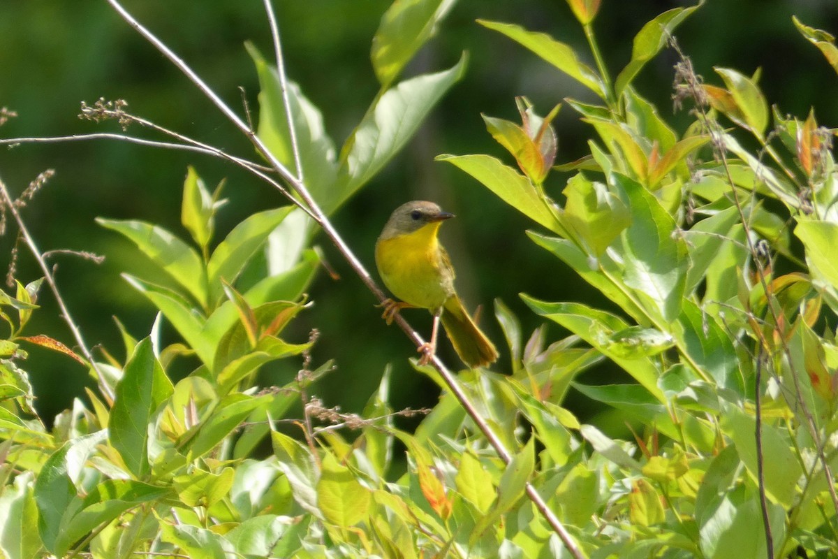 Common Yellowthroat - ML243641771