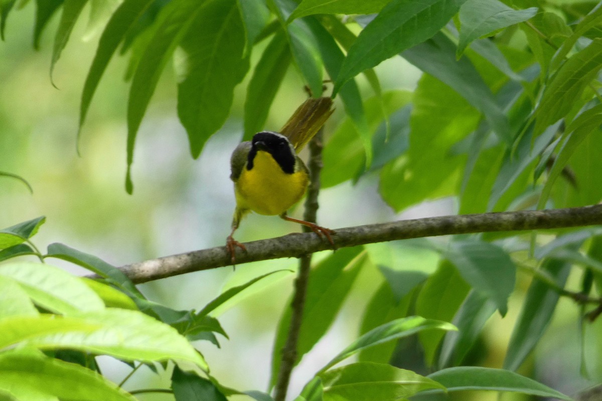 Common Yellowthroat - ML243641791