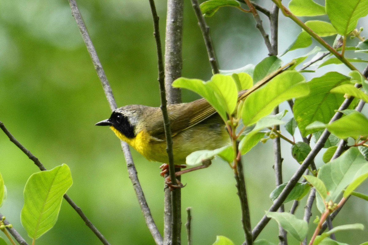 Common Yellowthroat - ML243641801