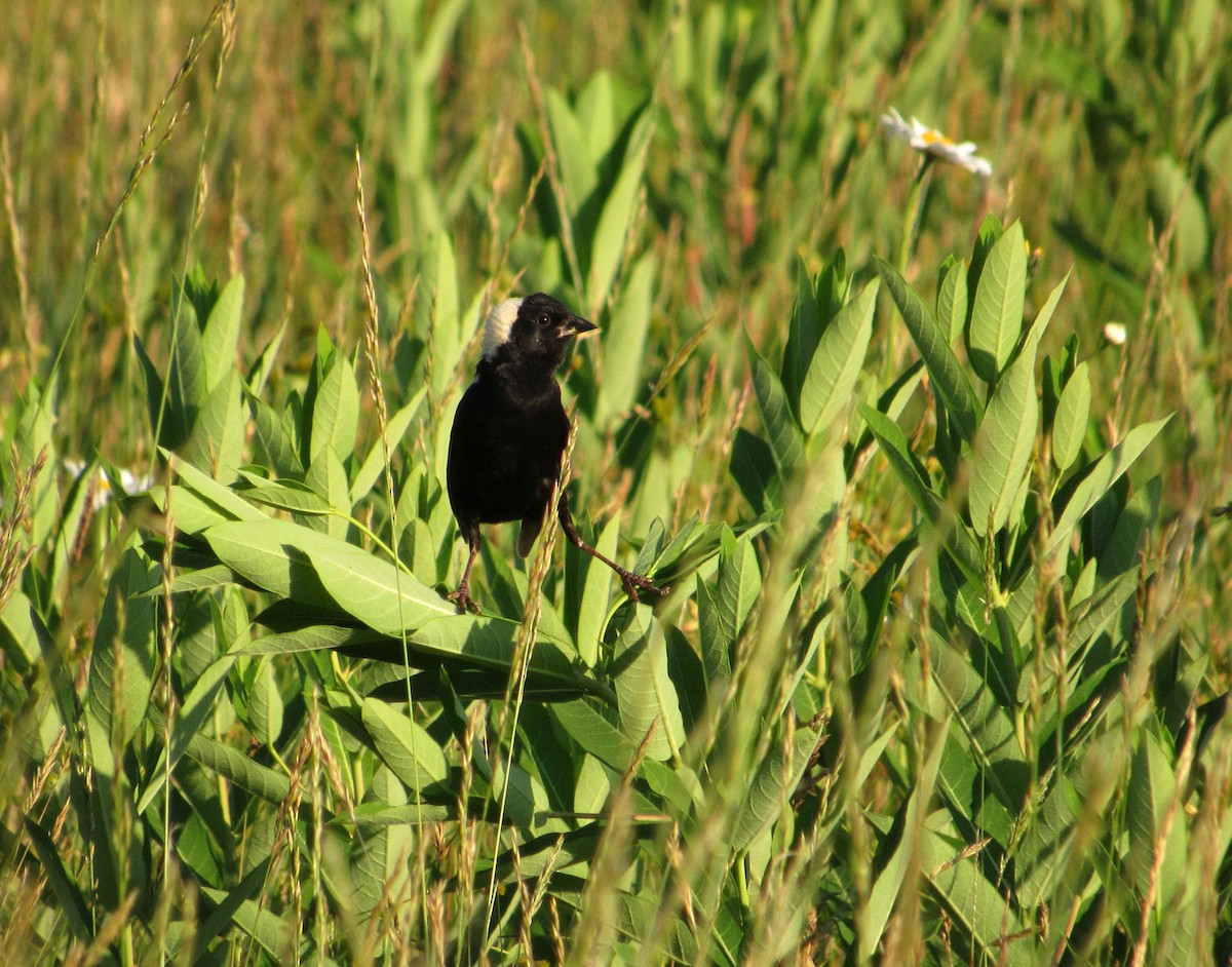 Bobolink - Debbie and Mark Raven