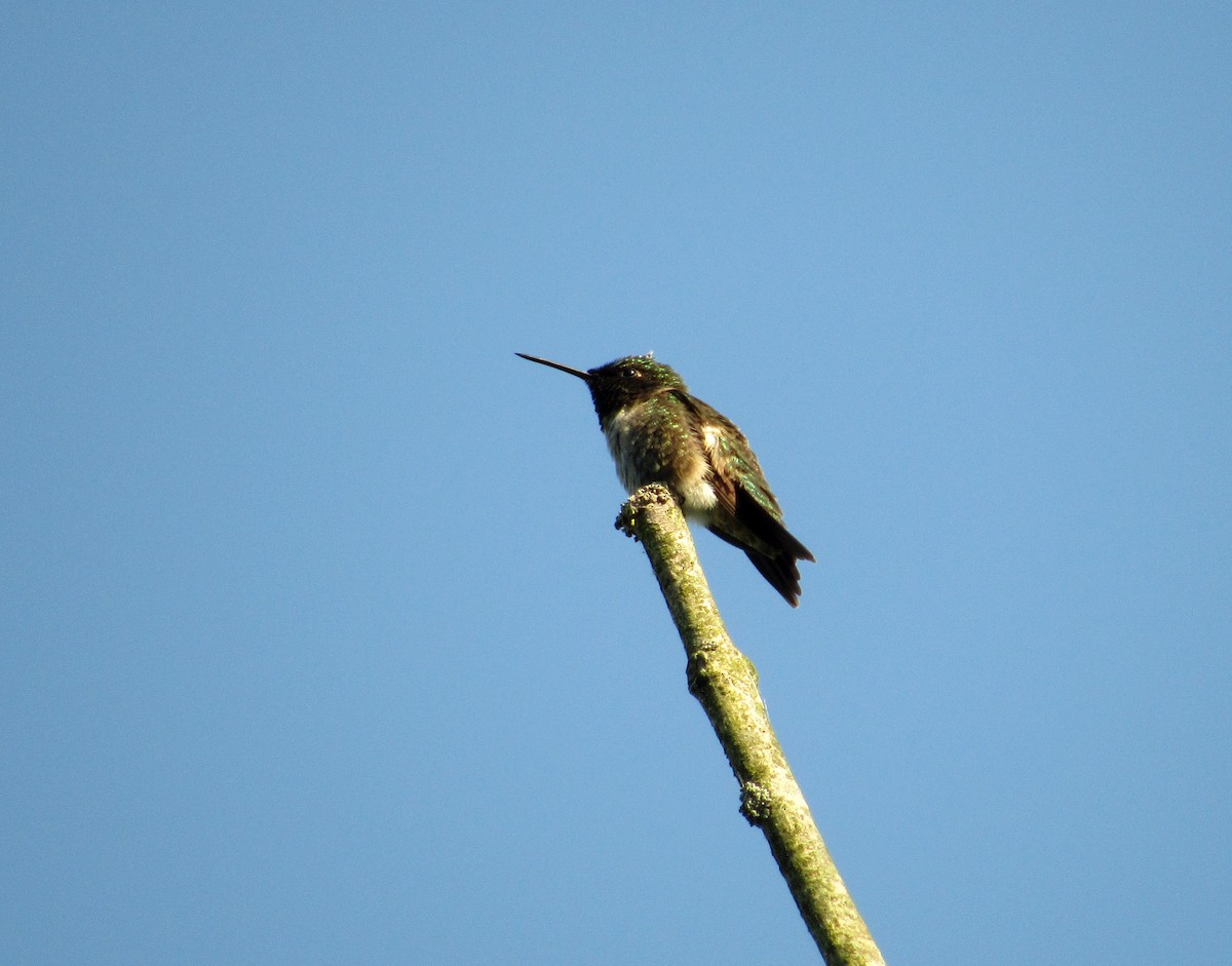 Colibrí Gorjirrubí - ML243643071