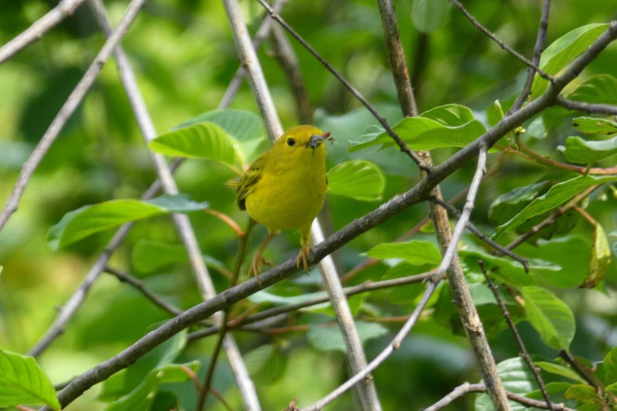 Paruline jaune - ML243643101