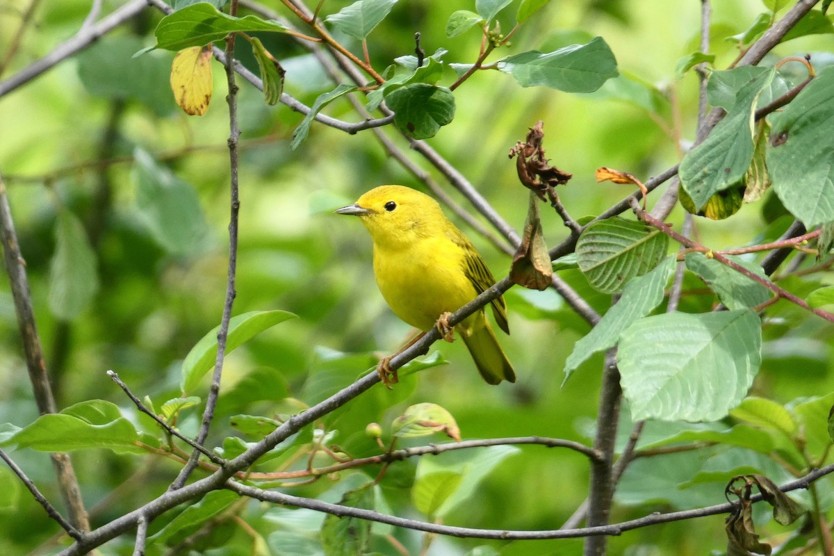 Yellow Warbler - Pam Shaw