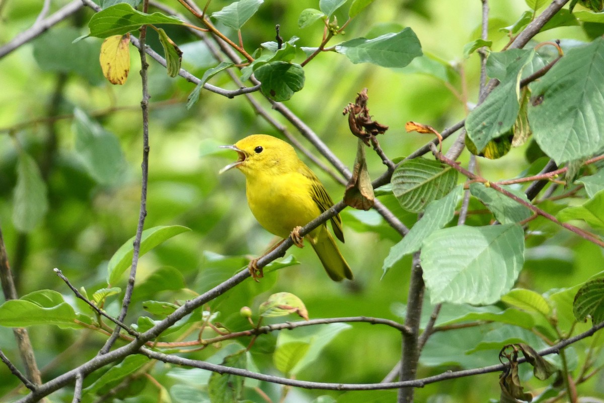 Yellow Warbler - ML243643151