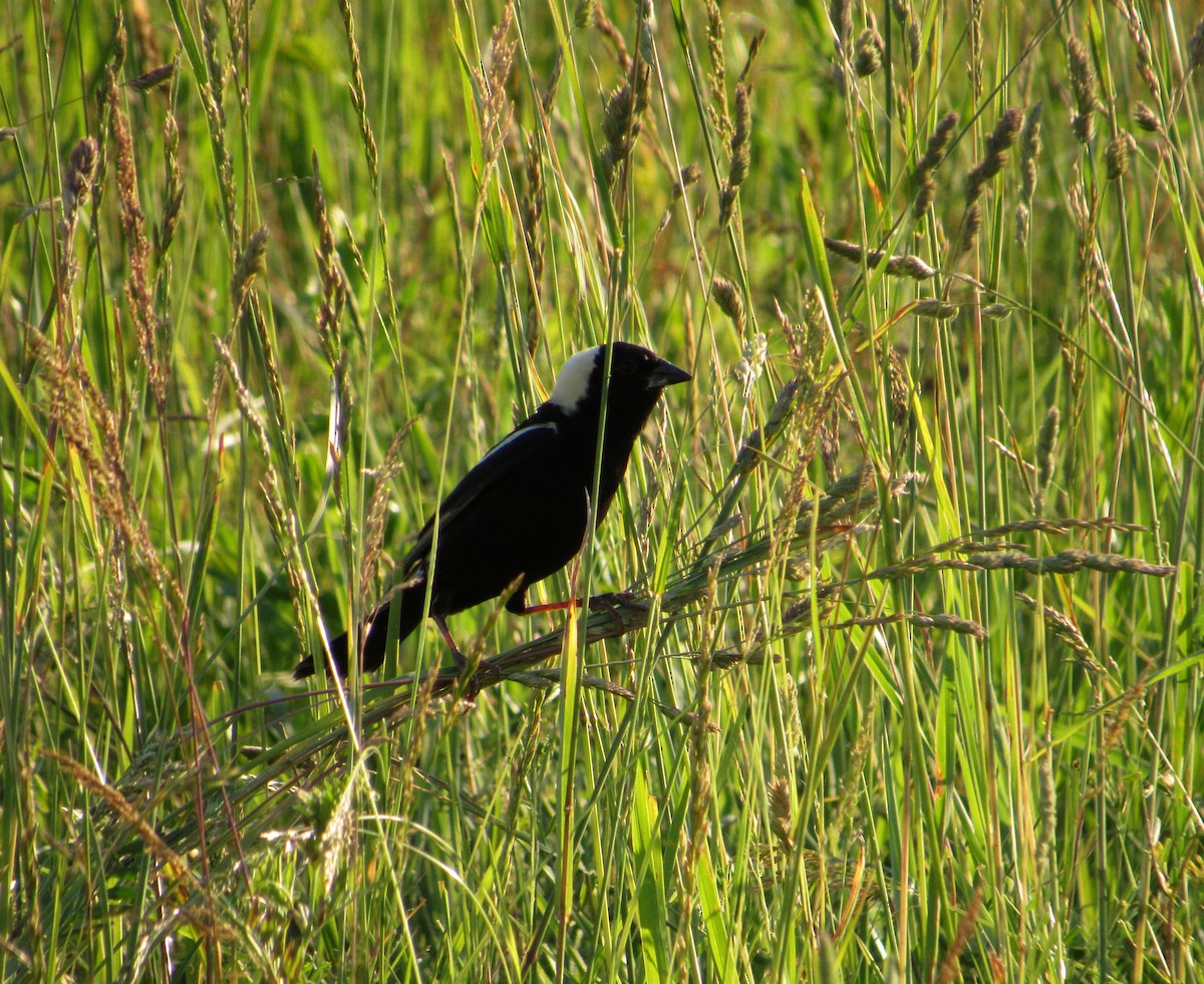 Bobolink - ML243643171