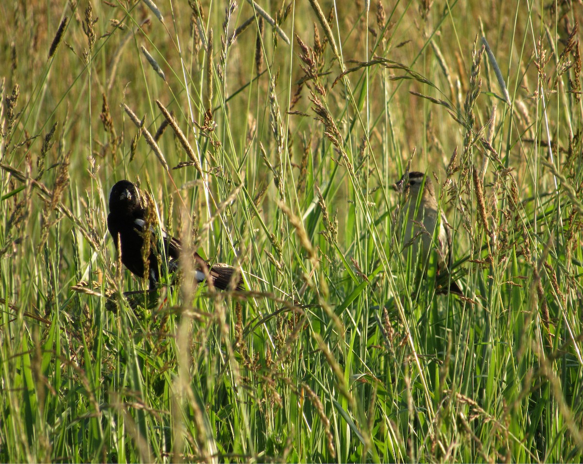 Bobolink - ML243643281