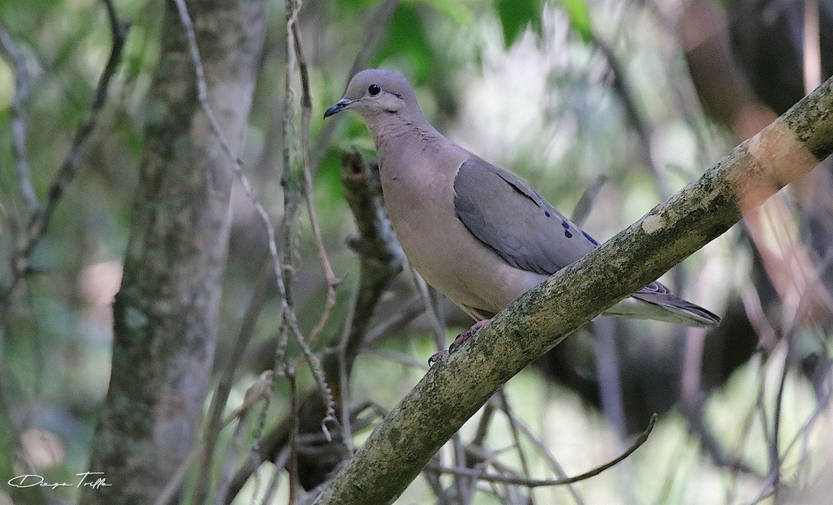 Eared Dove - ML243644031