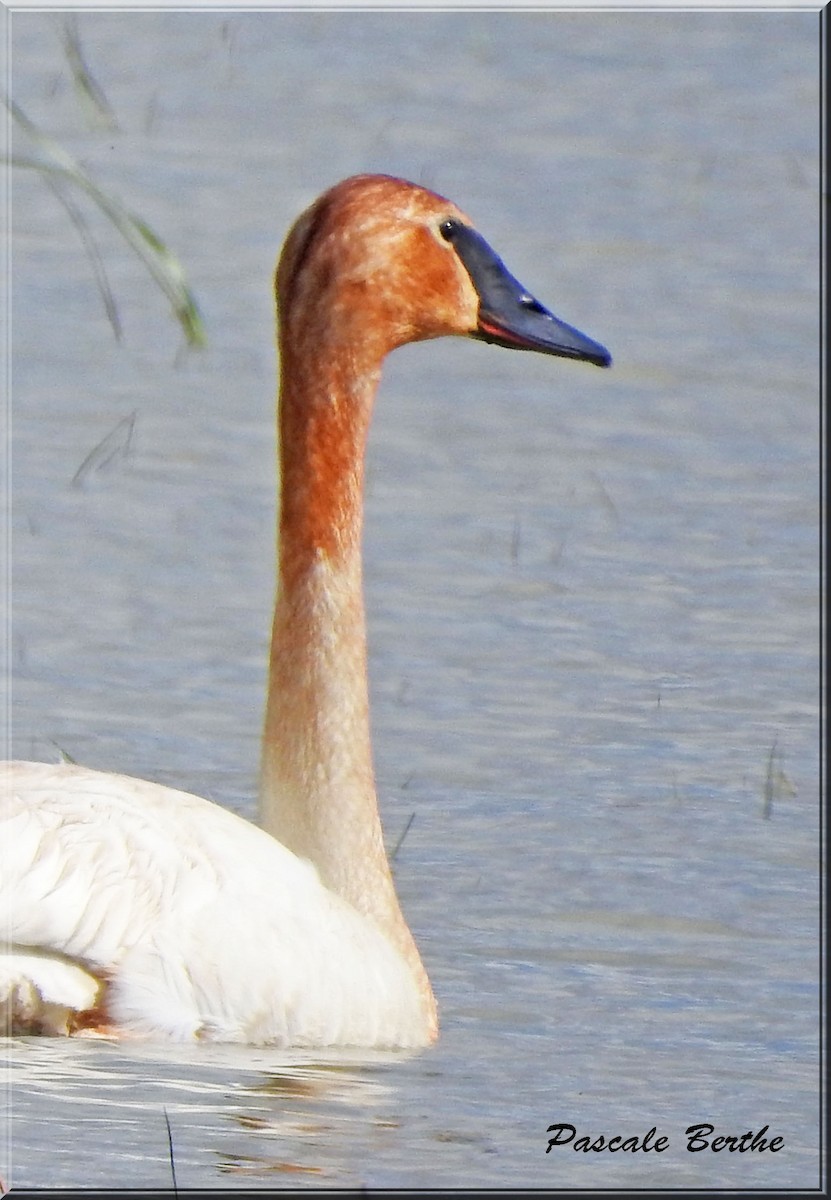 Trumpeter Swan - ML243646171