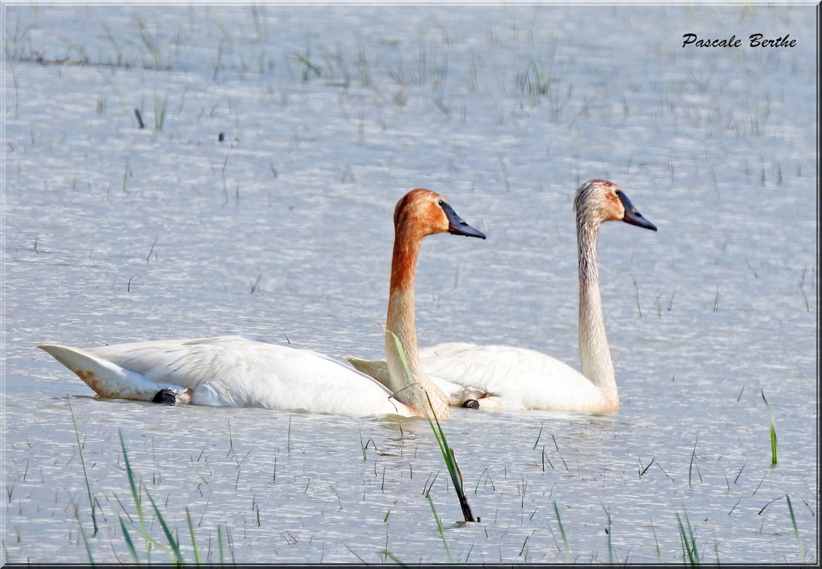 Trumpeter Swan - ML243646251