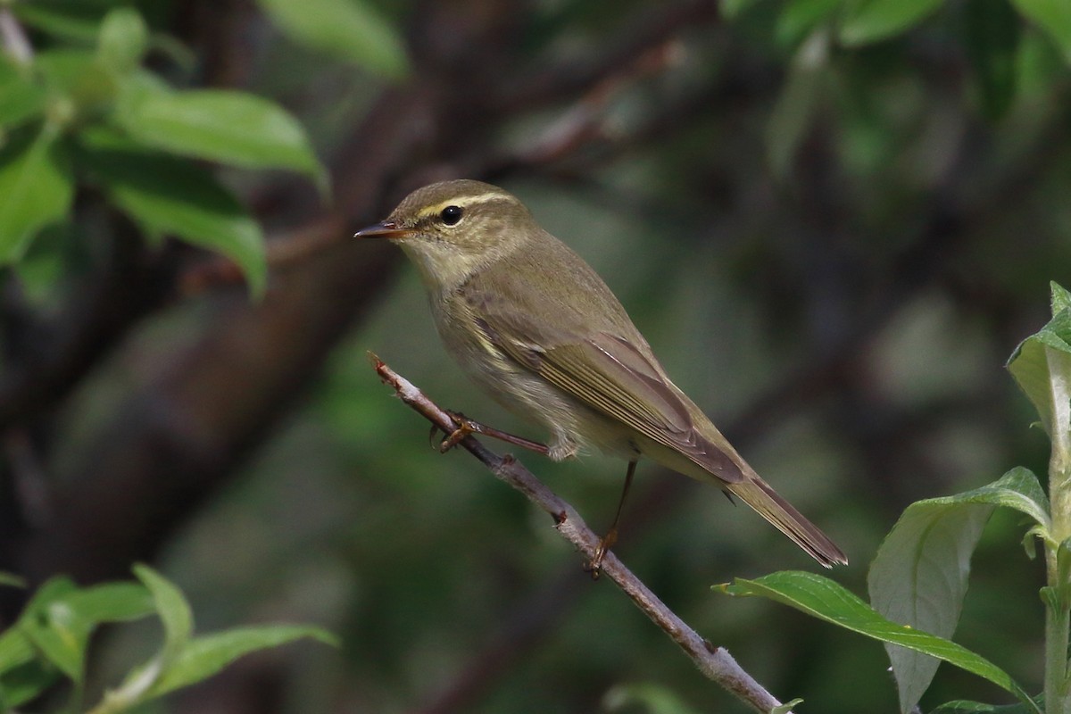 Arctic Warbler - Seth Beaudreault
