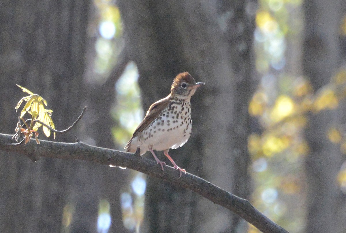 Wood Thrush - Bill Telfair