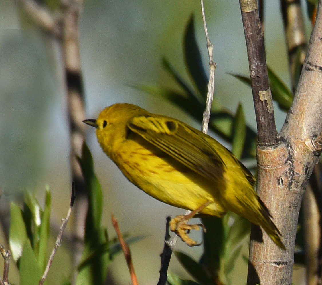 Yellow Warbler - Steven Mlodinow