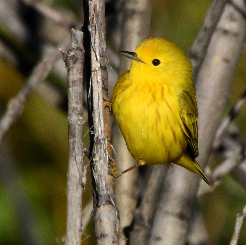 Yellow Warbler - Steven Mlodinow