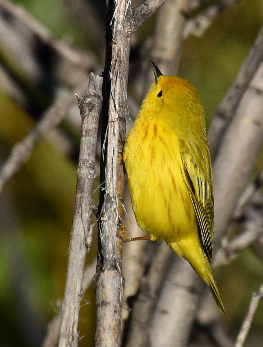 Yellow Warbler - Steven Mlodinow