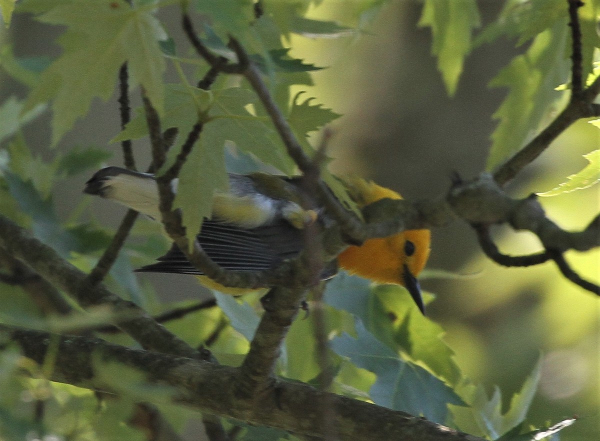 Prothonotary Warbler - Matthew Valencic