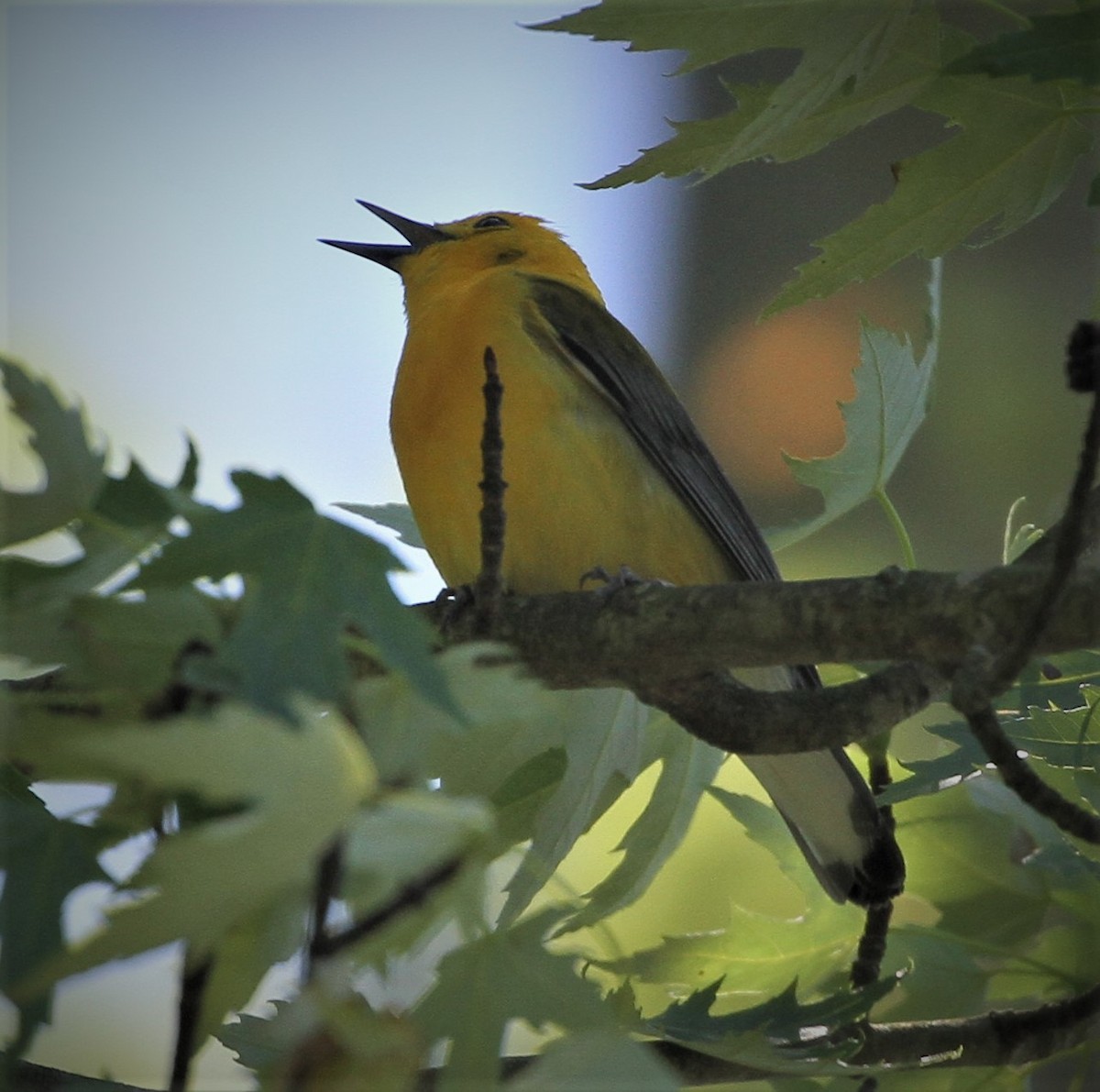 Prothonotary Warbler - ML243651221