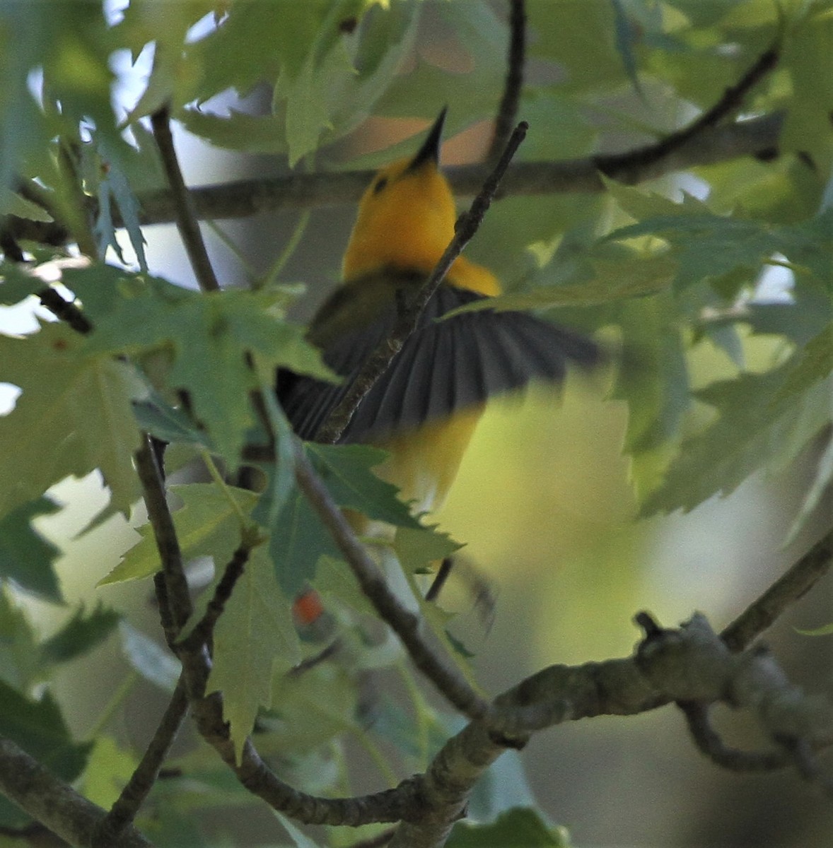 Prothonotary Warbler - ML243651231