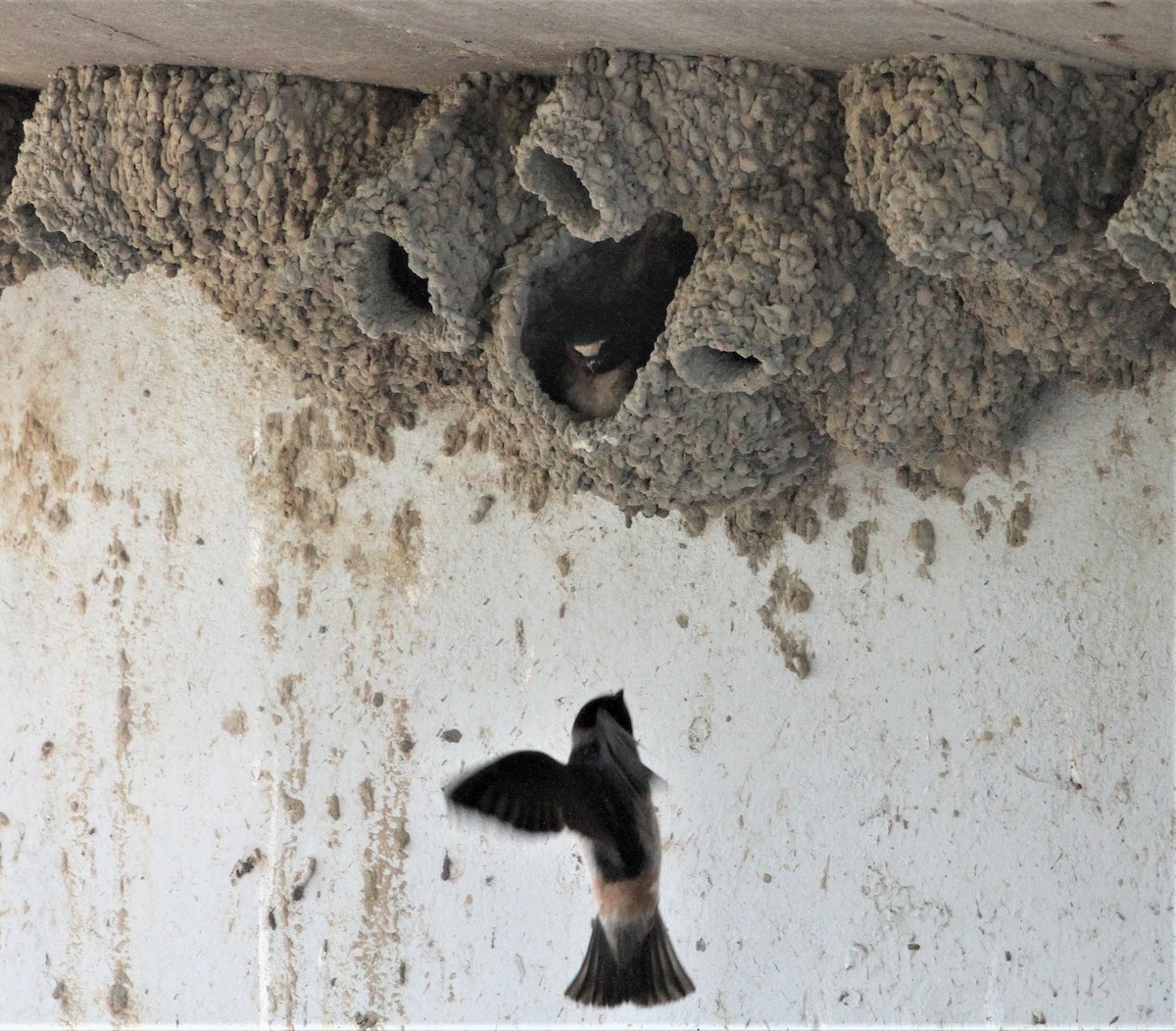 Cliff Swallow - ML243651911