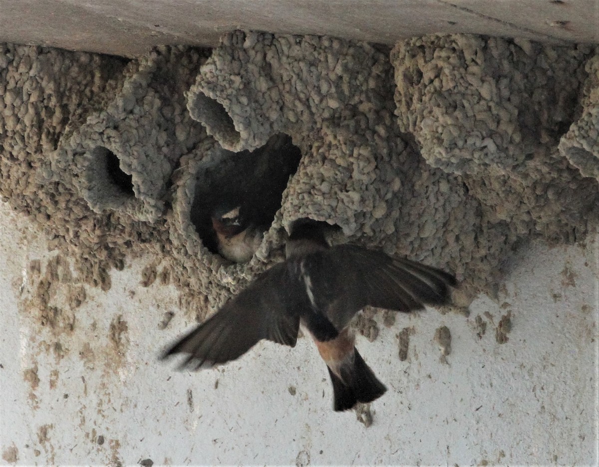 Cliff Swallow - ML243651951