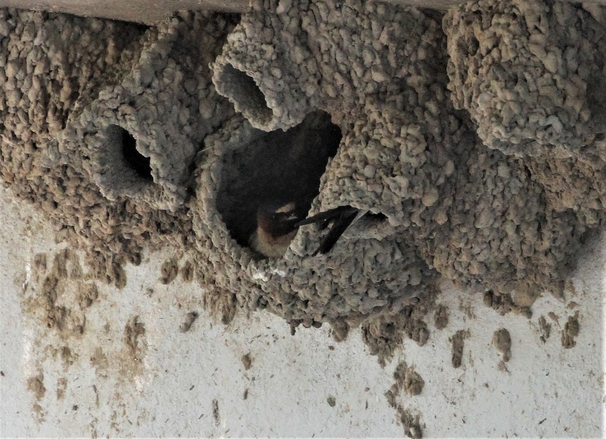 Cliff Swallow - ML243651991