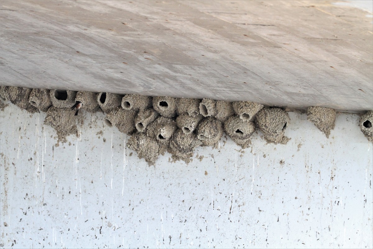 Cliff Swallow - ML243652061