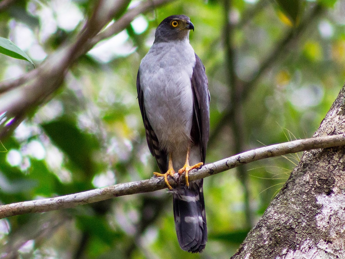 Adult (Bicolored)