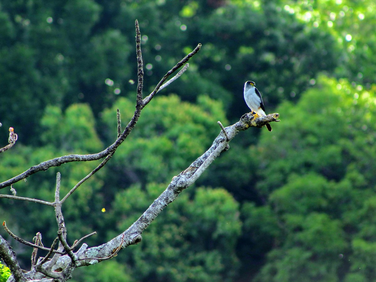 Bicolored Hawk