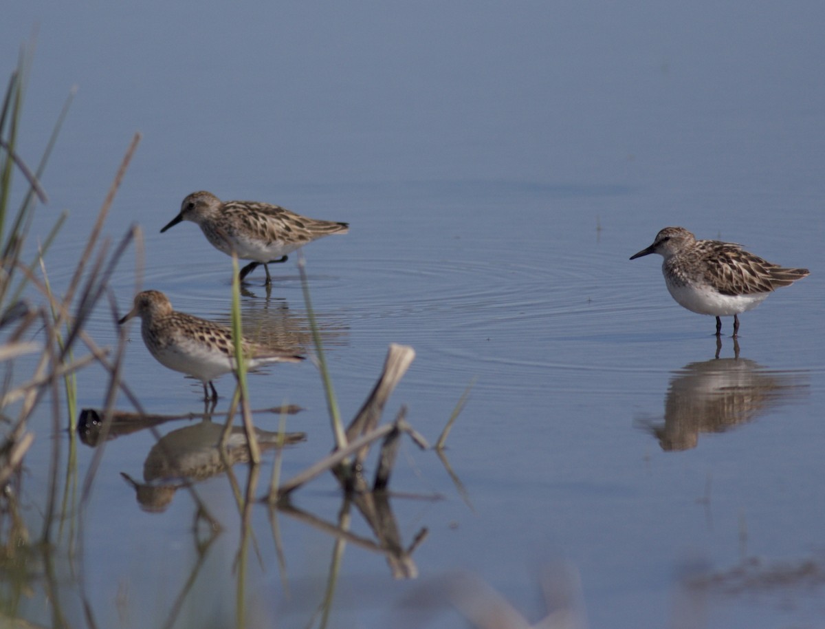 Semipalmated Sandpiper - Ben Lagasse