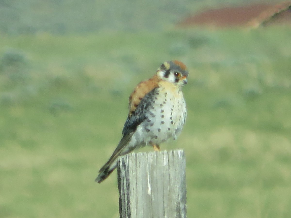 American Kestrel - ML243655421