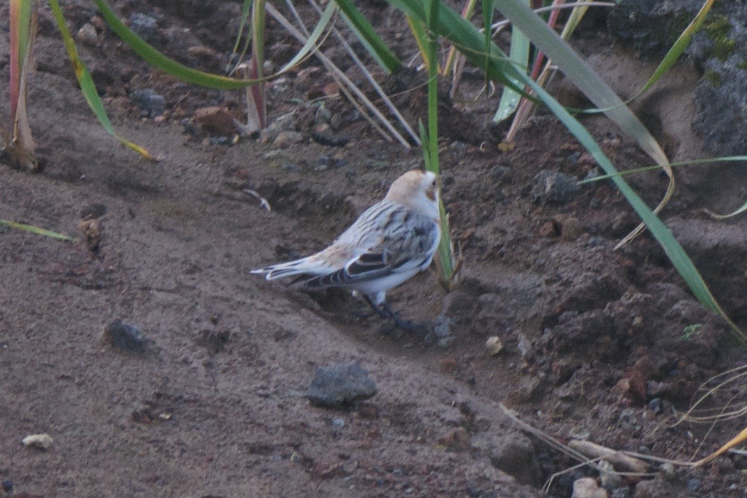 Snow/McKay's Bunting - Cory Gregory