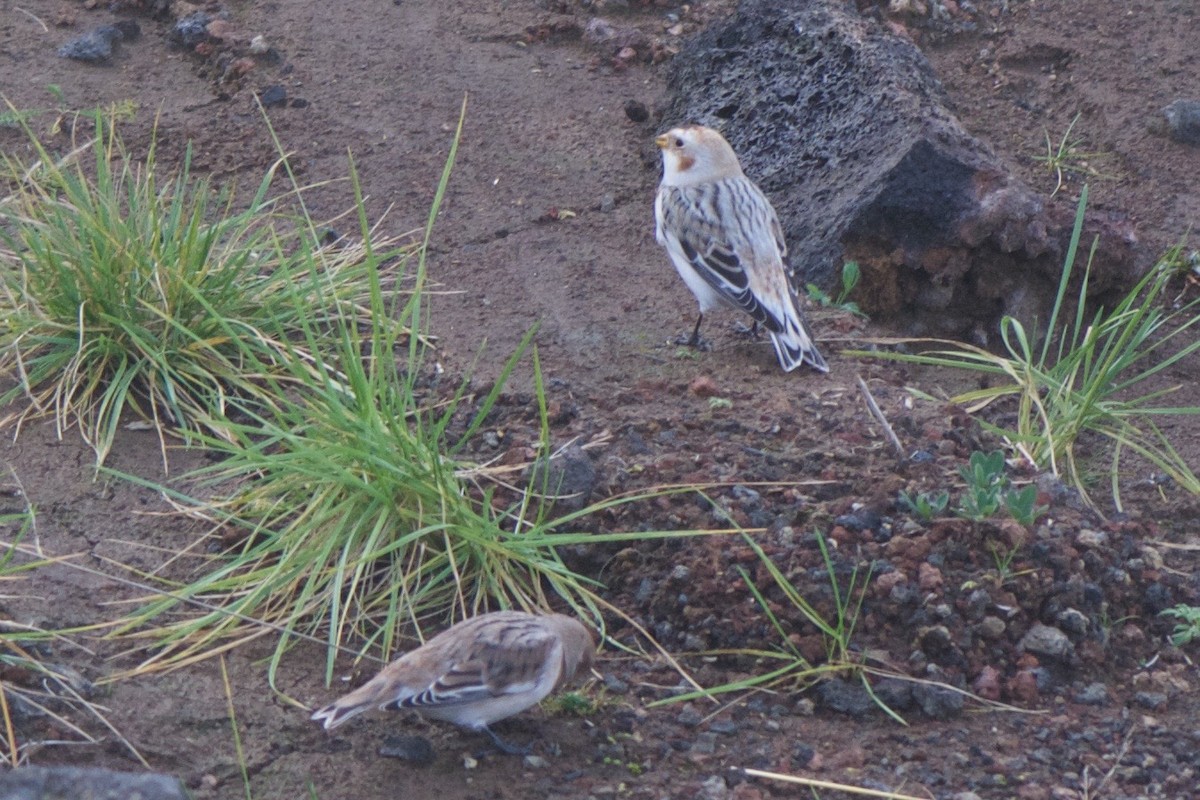 Snow/McKay's Bunting - ML243655981