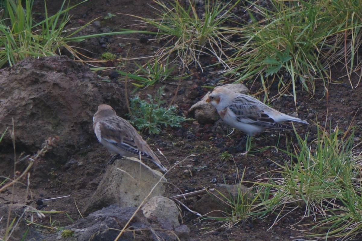 Snow/McKay's Bunting - ML243656021