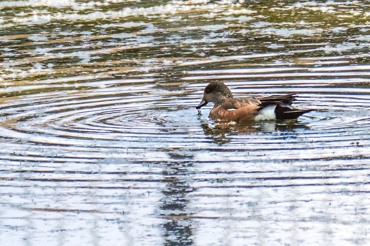 Canard d'Amérique - ML243656221