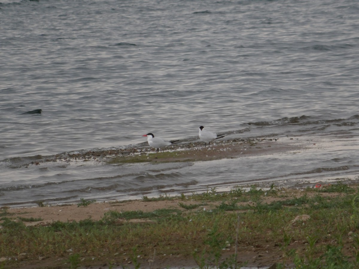 Caspian Tern - Christine Alexander