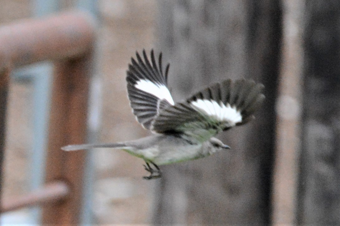 Northern Mockingbird - ML243656831