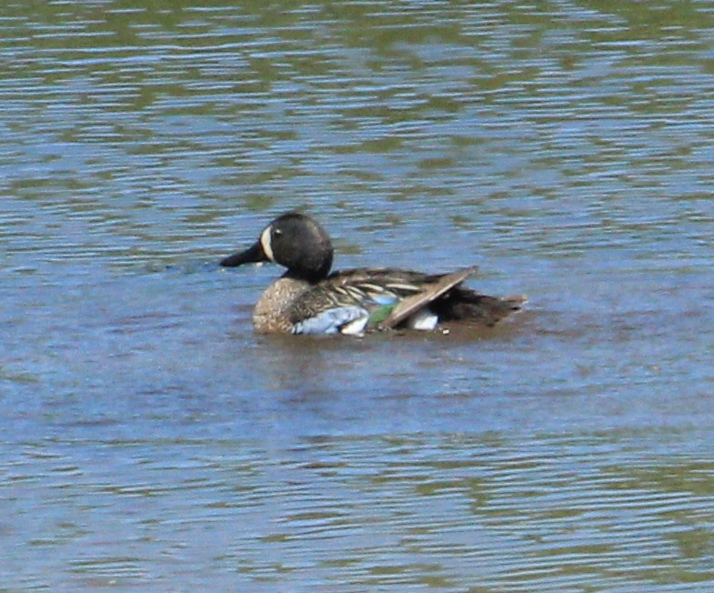 Blue-winged Teal - Amanda Hey