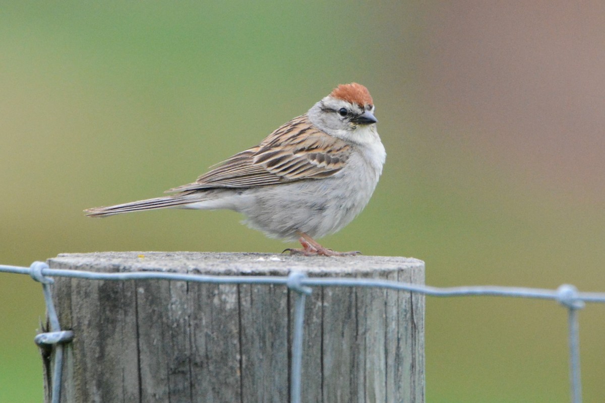 Chipping Sparrow - ML243657371